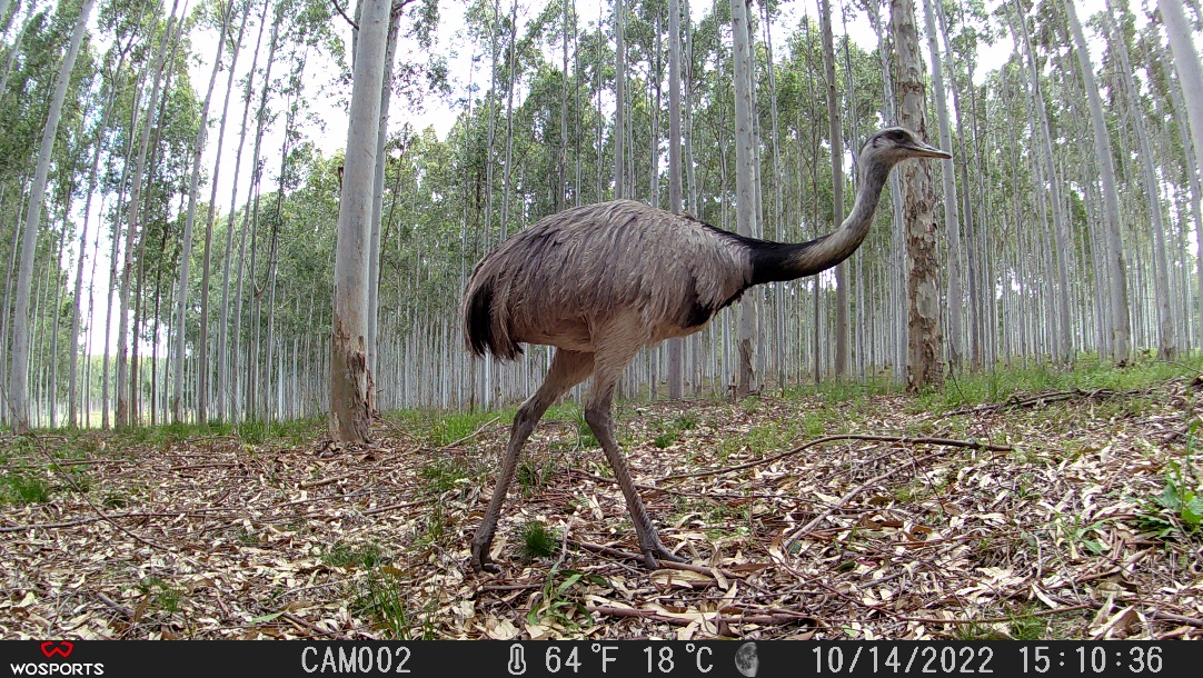 Proyecto de investigación sobre fauna en CAE Centurión