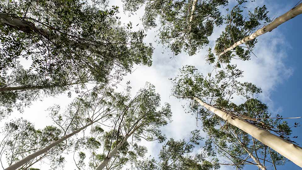 21 de marzo: Día Internacional de los Bosques